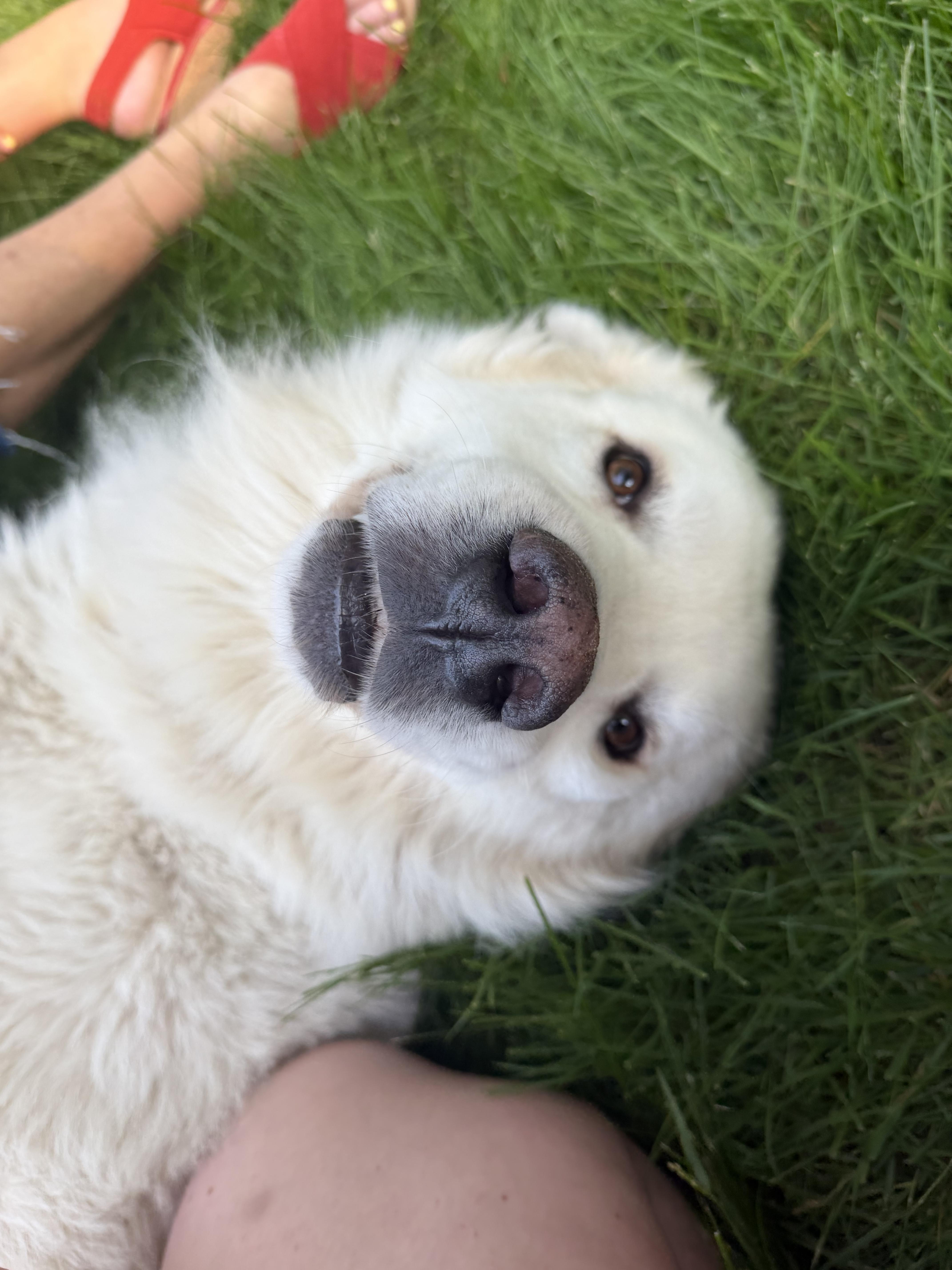 Pantera, a ADOPTABLE mixed breed in Kennebunk , ME image 6/6