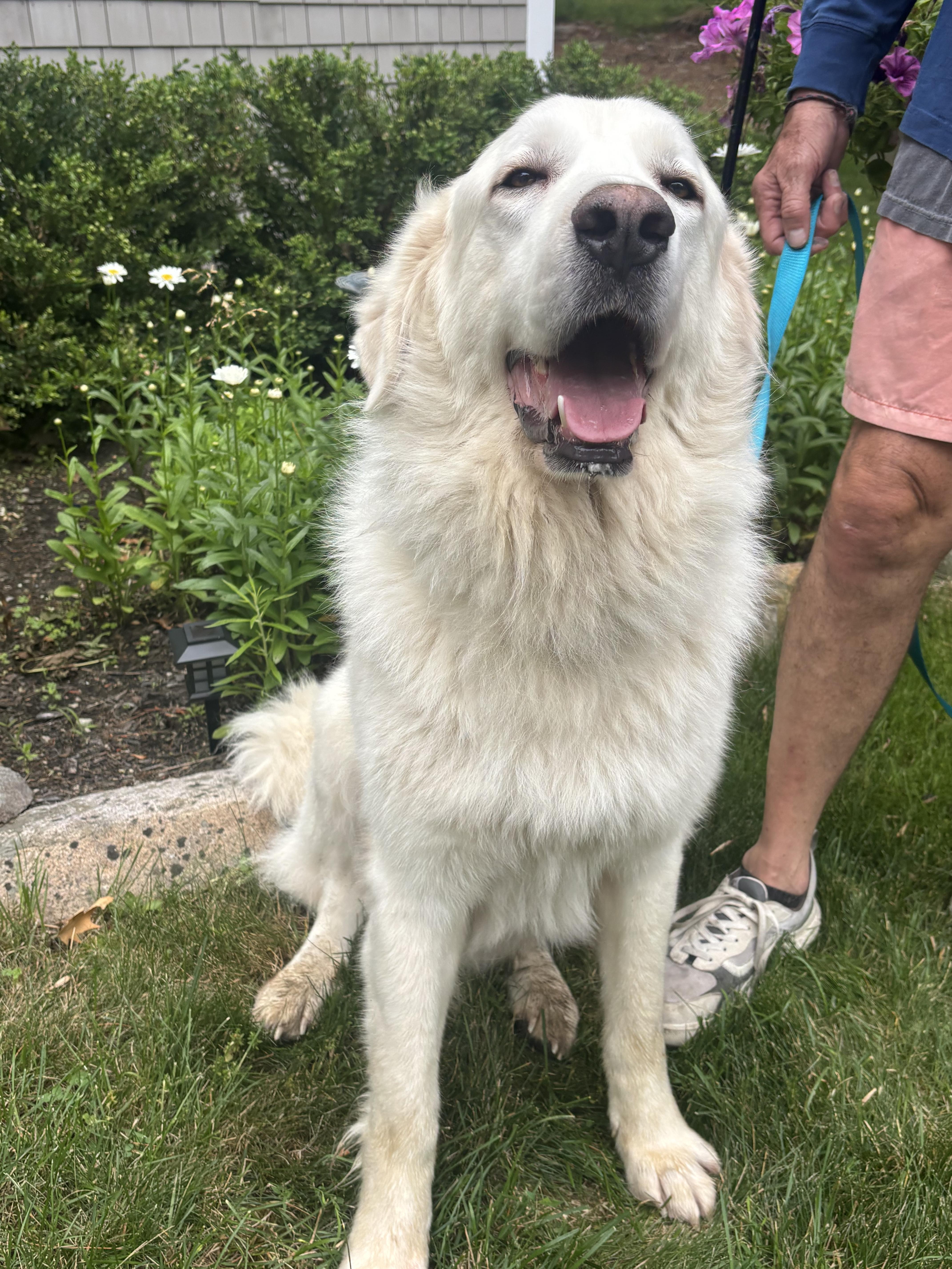 Pantera, a ADOPTABLE mixed breed in Kennebunk , ME image 3/6