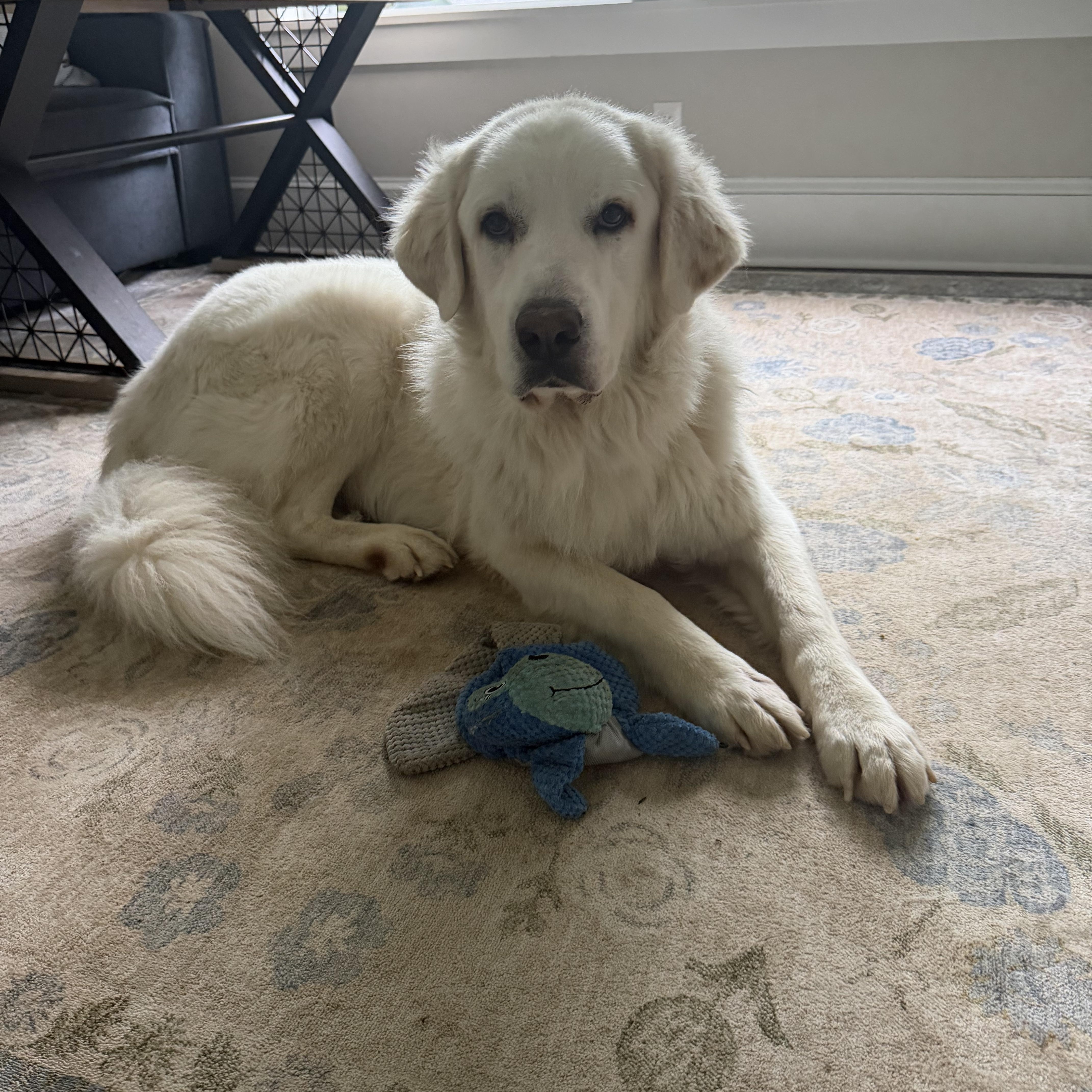 Pantera, a ADOPTABLE mixed breed in Kennebunk , ME image 1/6