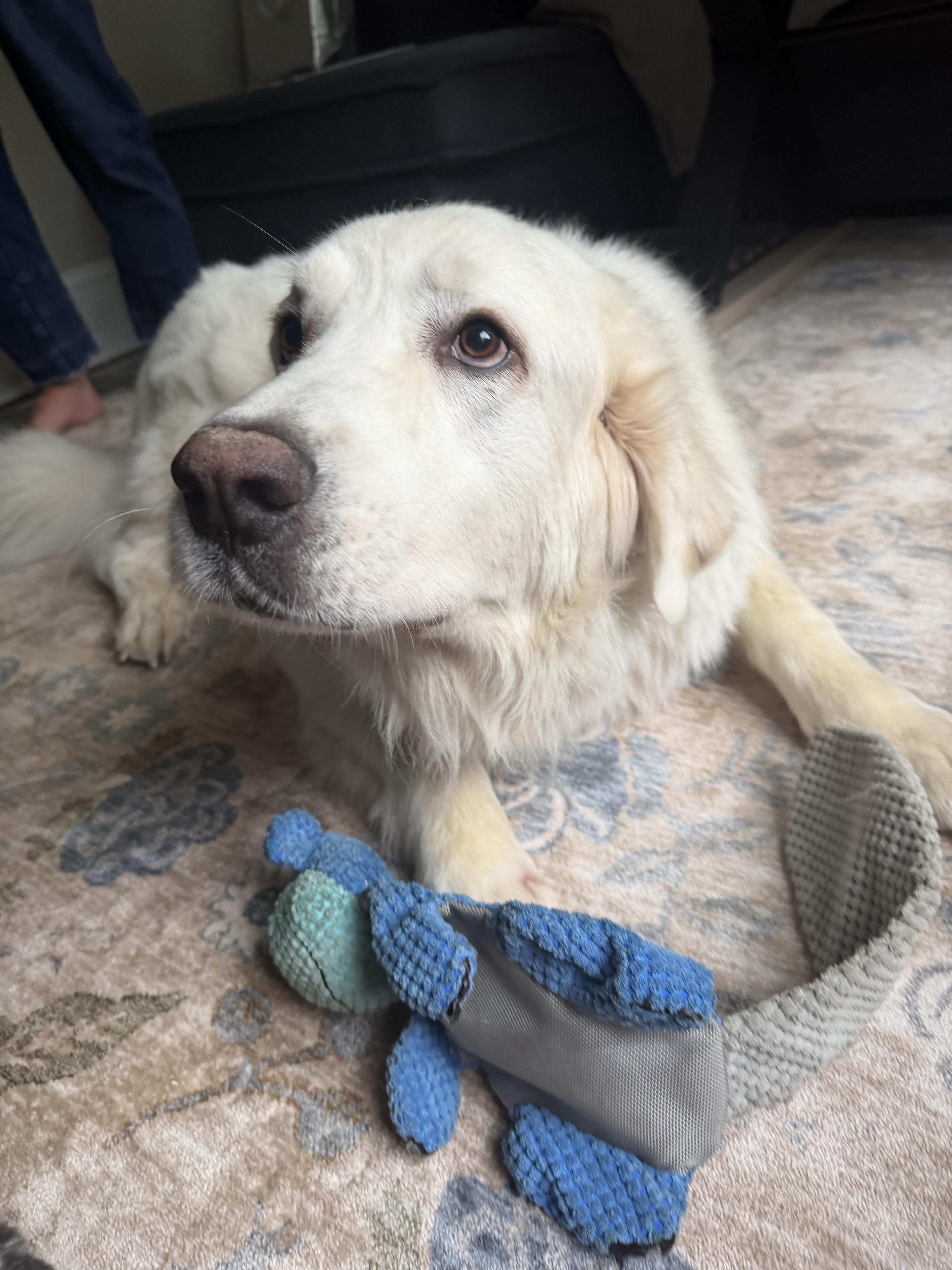 Pantera, a ADOPTABLE mixed breed in Kennebunk , ME image 2/6