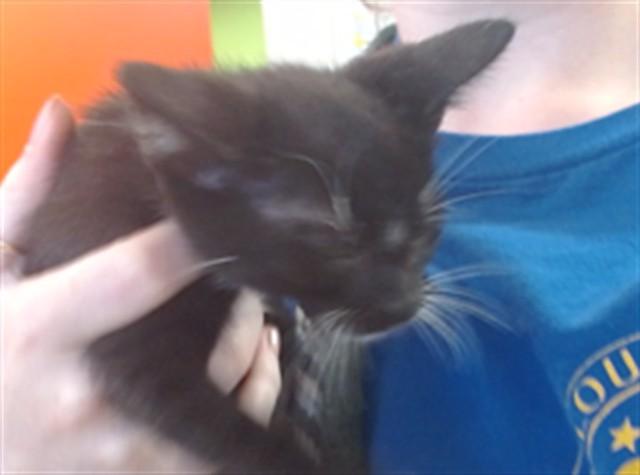 BUCK, Adoptable, Kitten Male Domestic Short Hair.