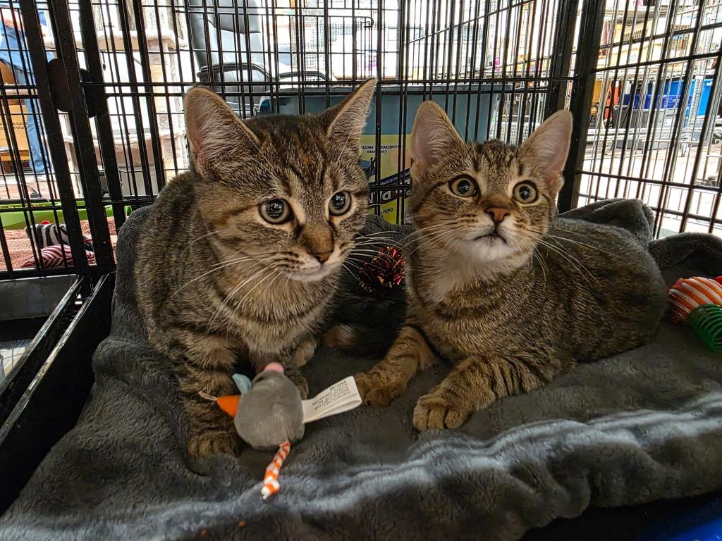 Enlarge Randi / Bea, a Adoptable mixed breed in Camp Hill, PA image 1/1