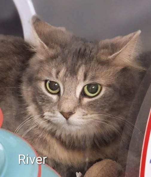 Enlarge River, an adopted Domestic Medium Hair in Colfax, IA image 1/1
