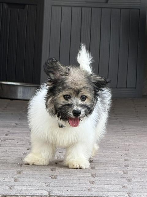 Enlarge Walter, an adopted mixed breed in Lafayette Hill, PA image 3/3