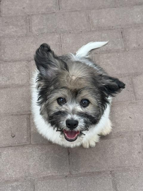 Enlarge Walter, an adopted mixed breed in Lafayette Hill, PA image 1/3