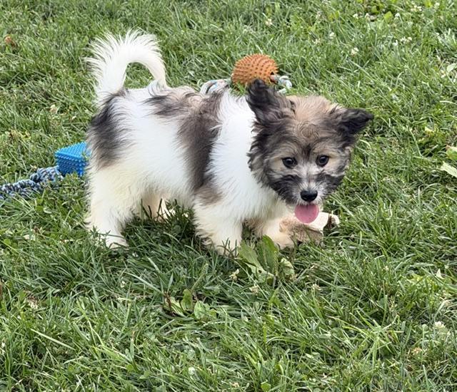 Enlarge Walter, an adopted mixed breed in Lafayette Hill, PA image 2/3
