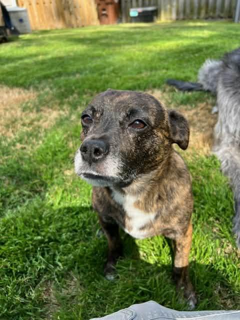 Enlarge Max, a Adoptable Mixed Breed in Durham, NC image 1/3