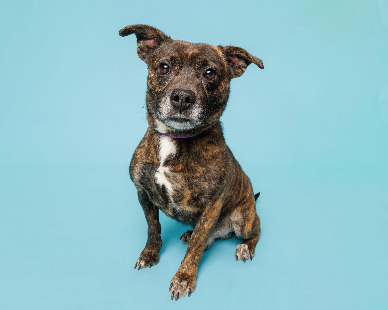 Max, Adoptable, Adult Male Mixed Breed.