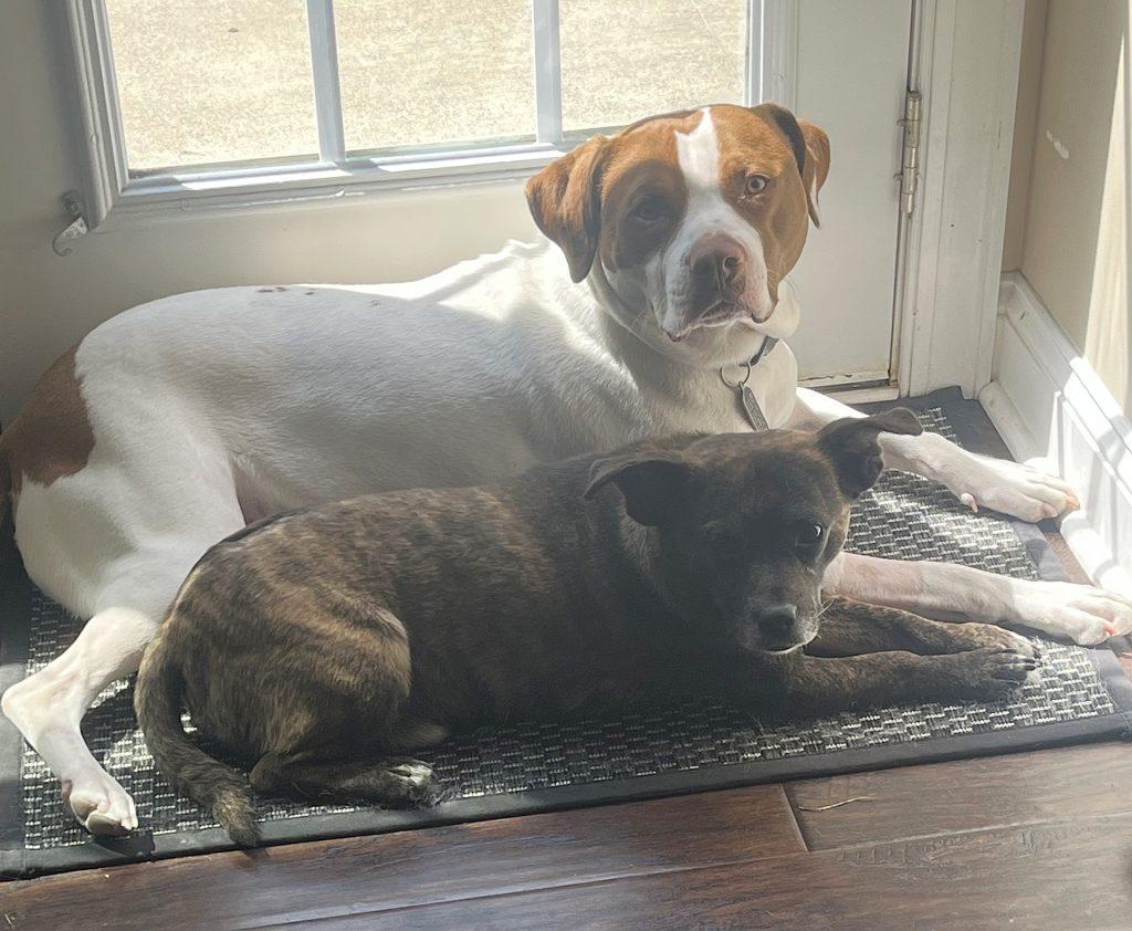 Enlarge Max, a Adoptable Mixed Breed in Durham, NC image 3/3