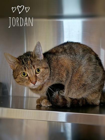 Enlarge Jordan, a Adoptable mixed breed in Rhinelander, WI image 1/2