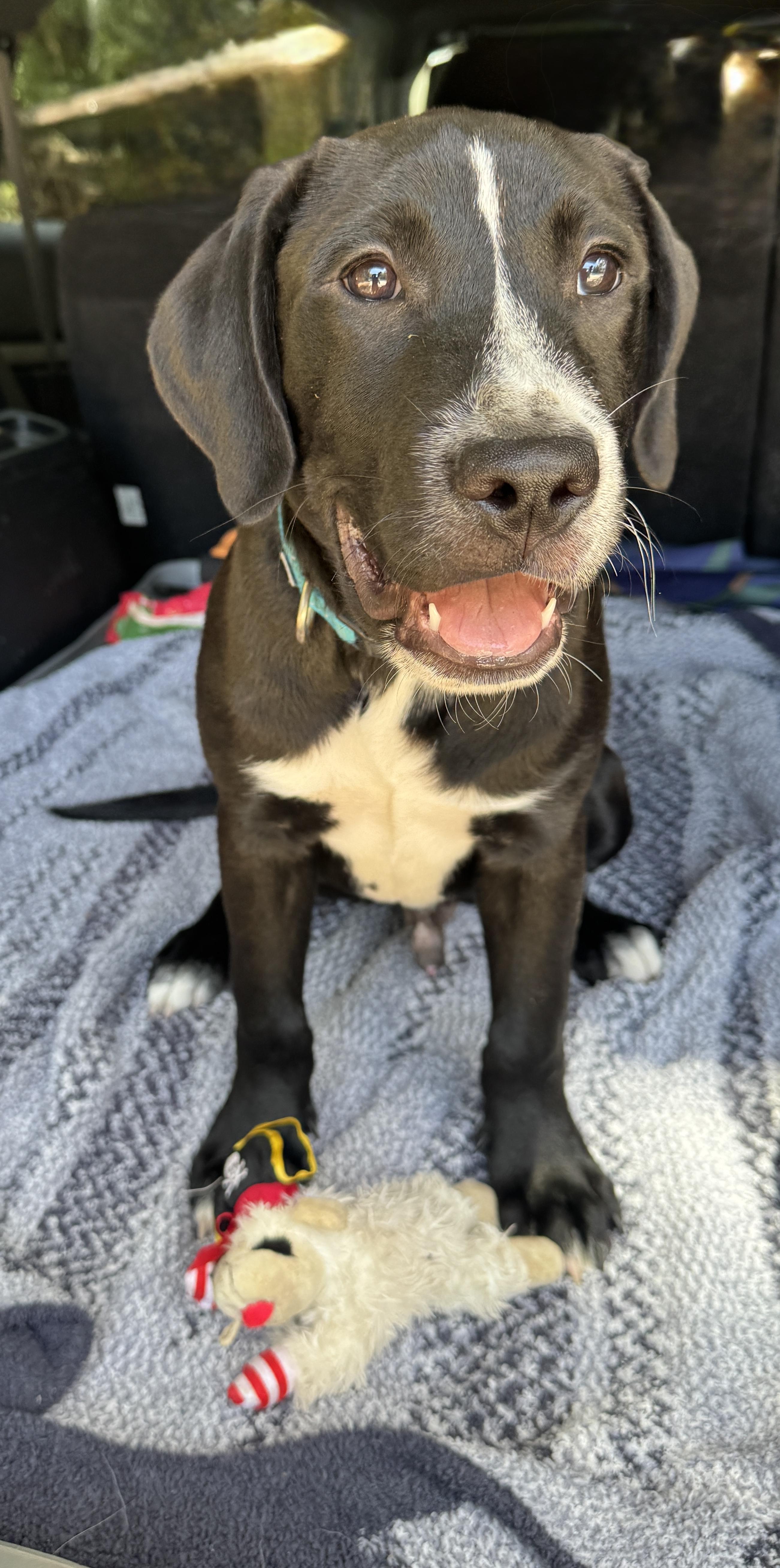 Bongo, a ADOPTABLE mixed breed in Navarre, FL image 1/6