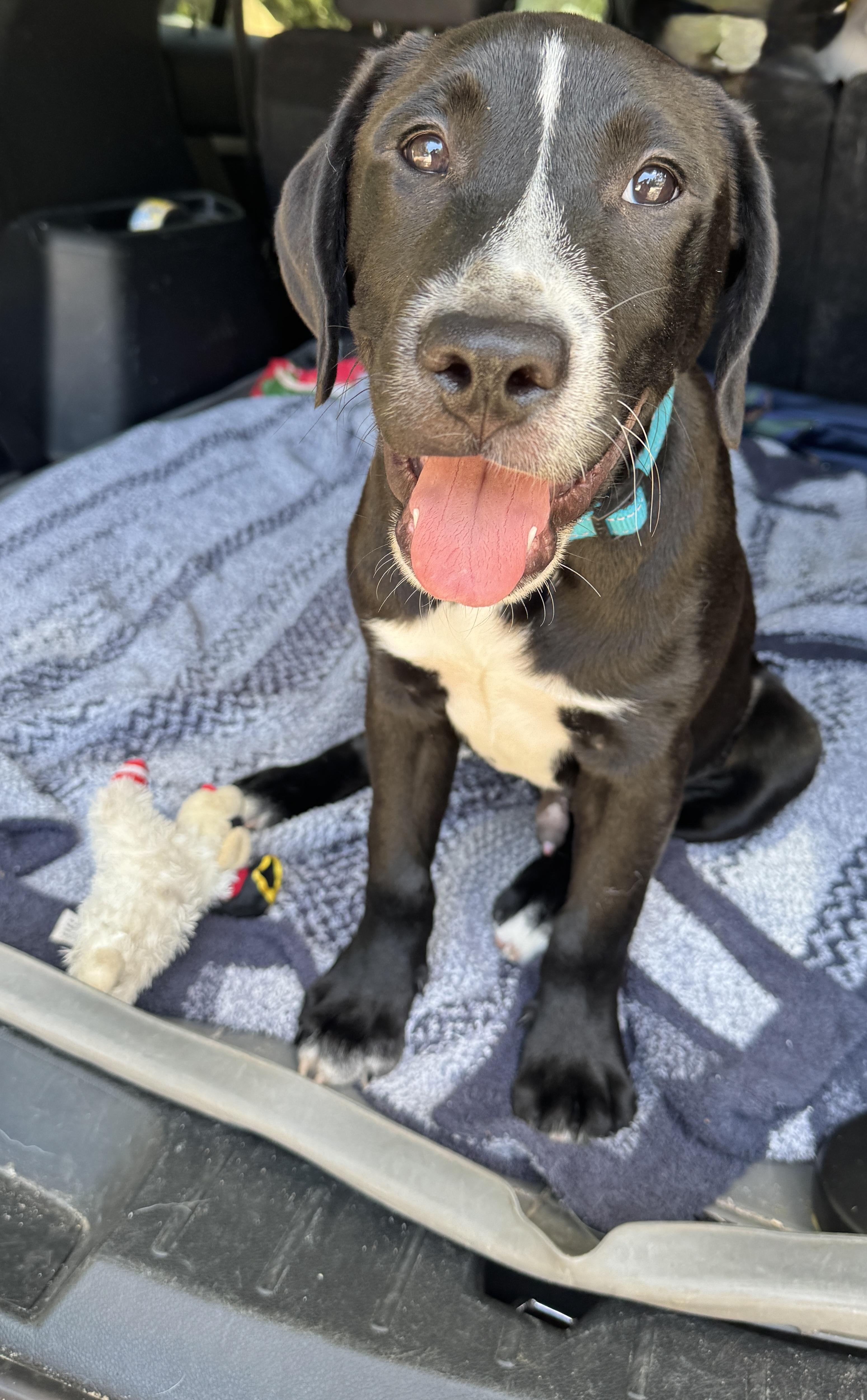 Bongo, a ADOPTABLE mixed breed in Navarre, FL image 5/6