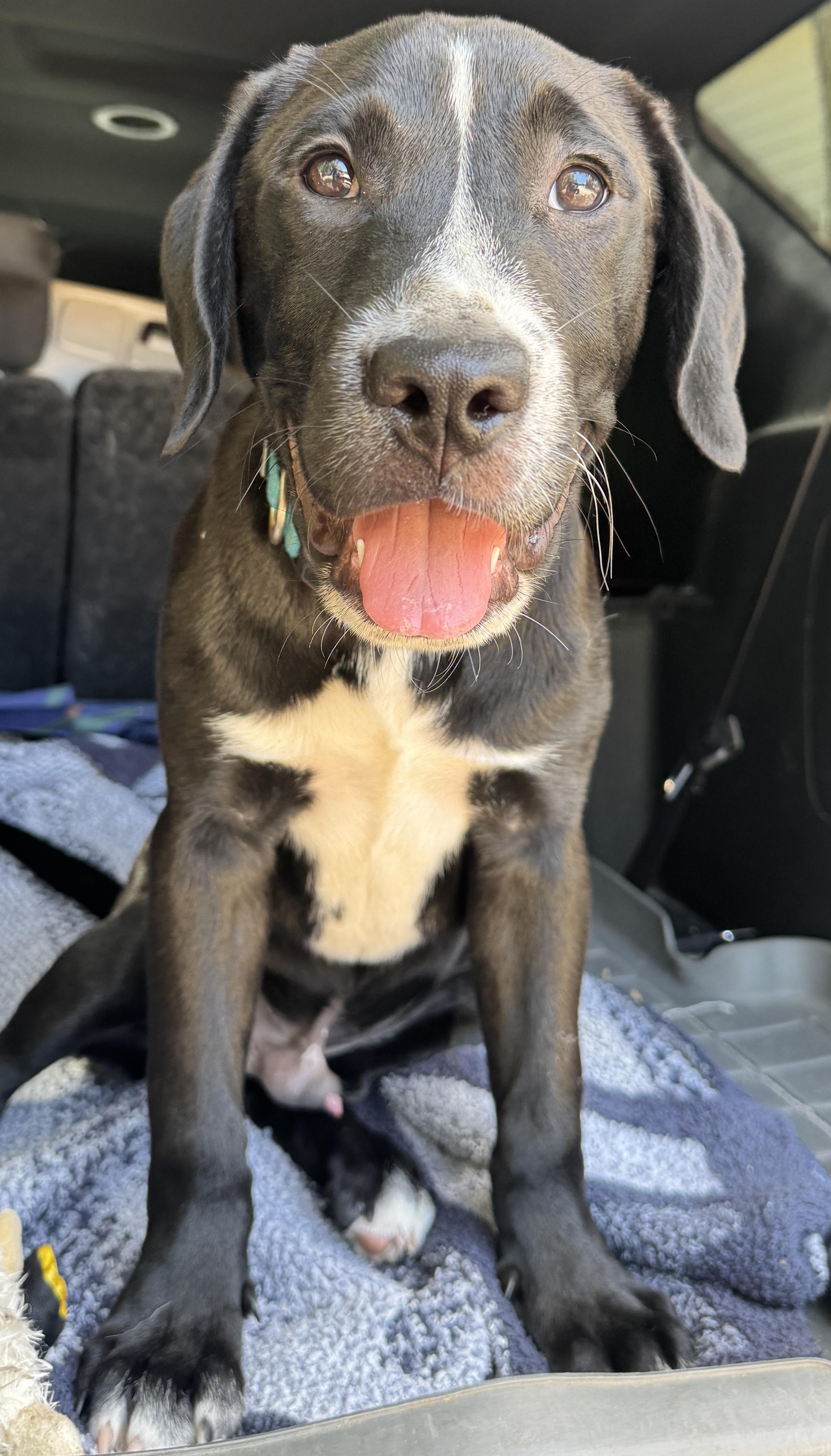 Bongo, a ADOPTABLE mixed breed in Navarre, FL image 6/6