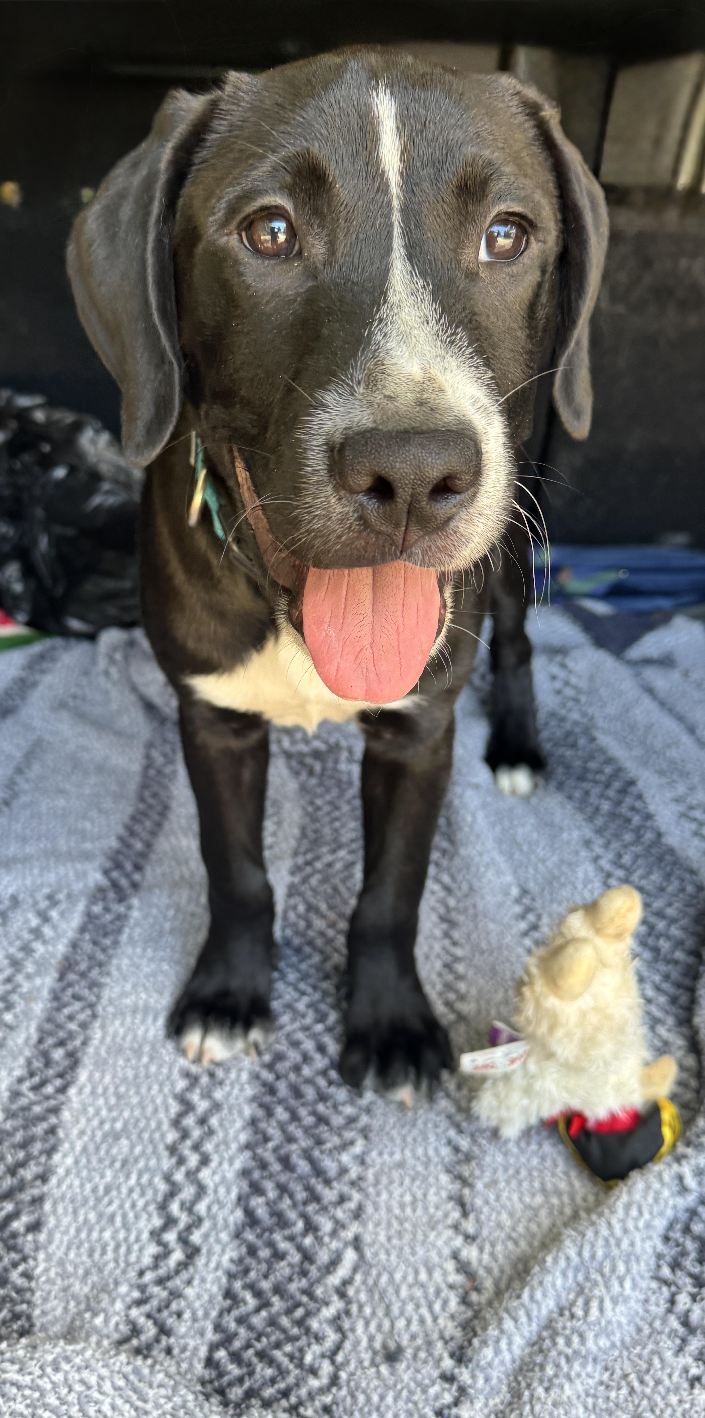 Bongo, a ADOPTABLE mixed breed in Navarre, FL image 4/6