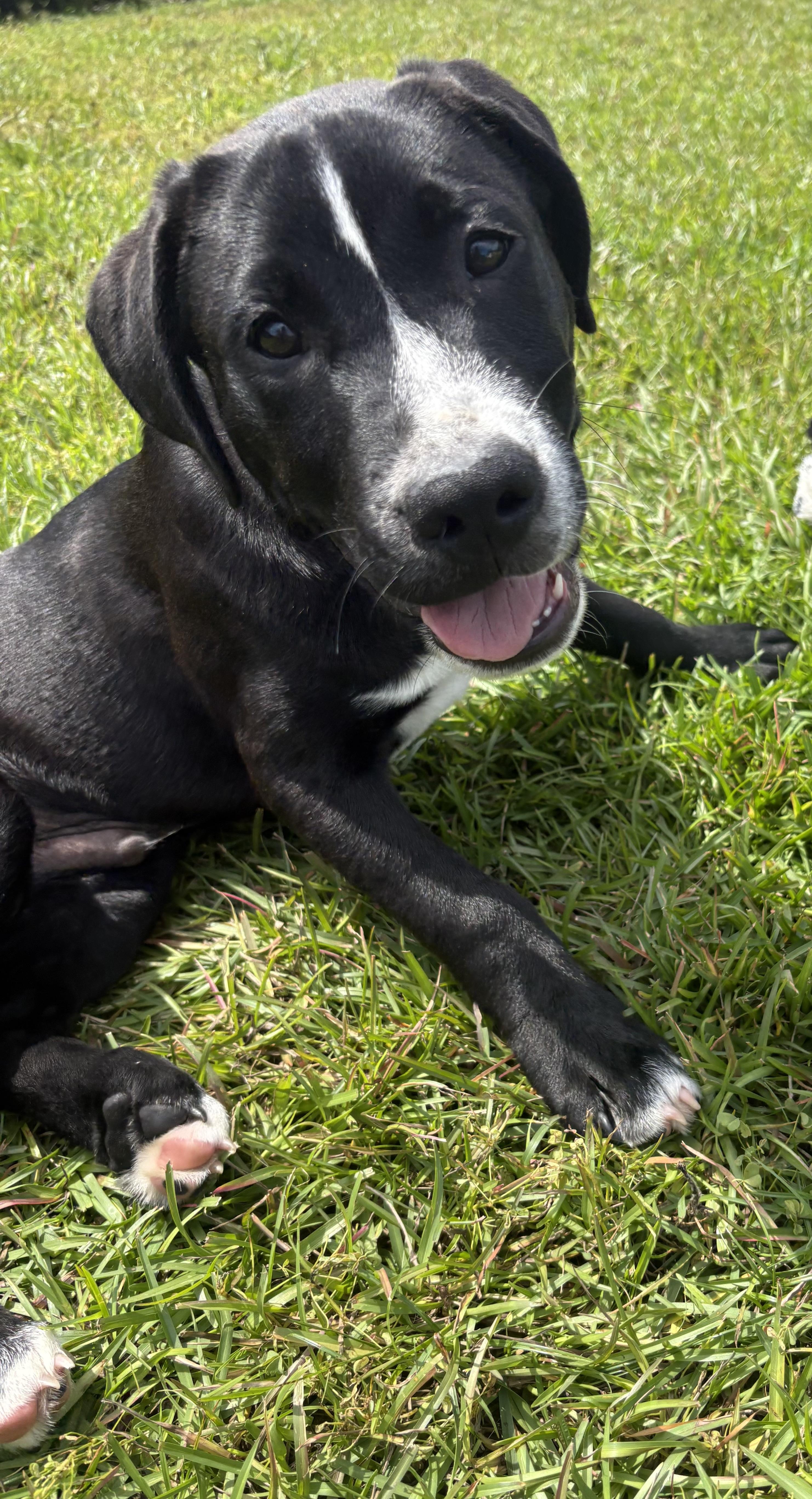 Bongo, a ADOPTABLE mixed breed in Navarre, FL image 2/6