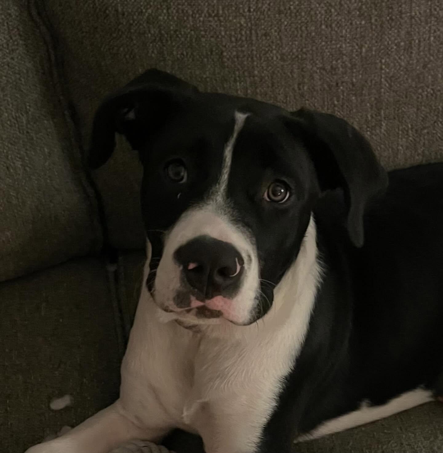 Enlarge Panda, a ADOPTABLE mixed breed in Raleigh, NC image 4/6