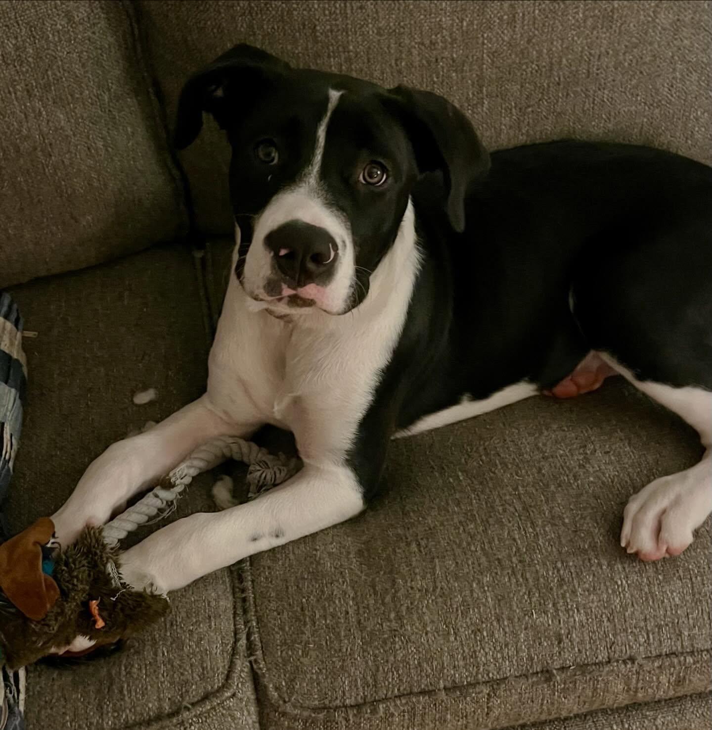 Enlarge Panda, a ADOPTABLE mixed breed in Raleigh, NC image 2/6