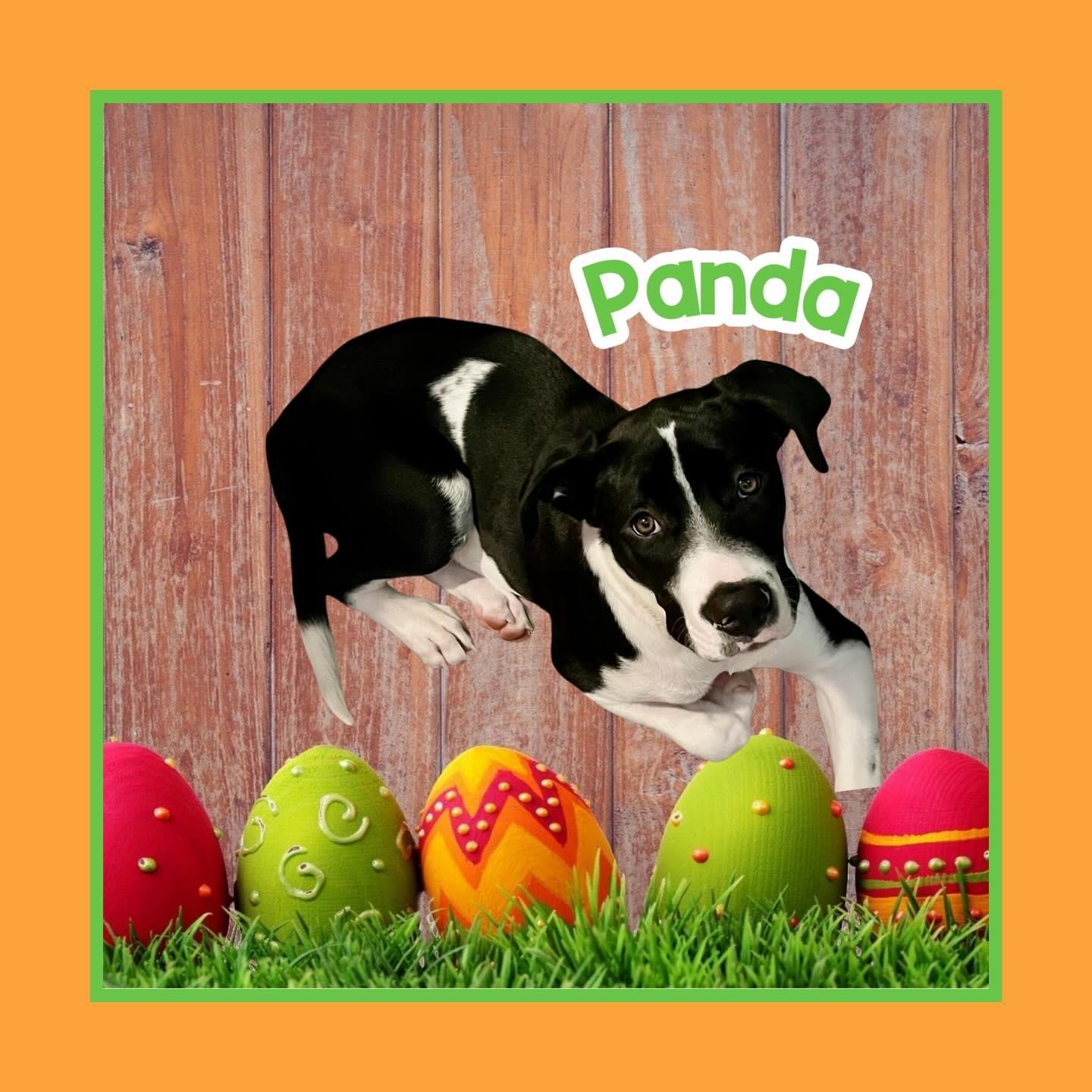 Enlarge Panda, a ADOPTABLE mixed breed in Raleigh, NC image 1/6