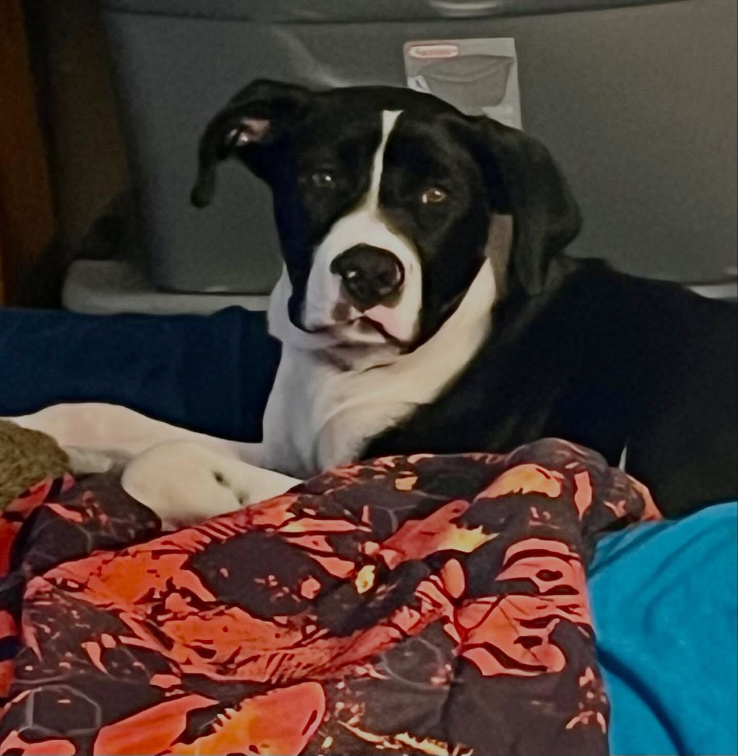 Enlarge Panda, a ADOPTABLE mixed breed in Raleigh, NC image 3/6