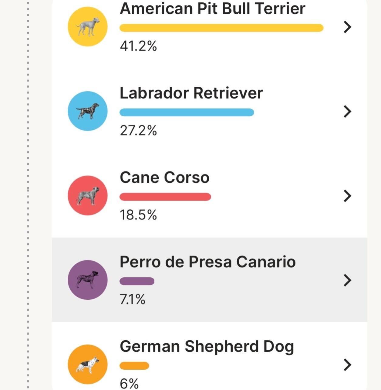Enlarge Panda, a ADOPTABLE mixed breed in Raleigh, NC image 5/6