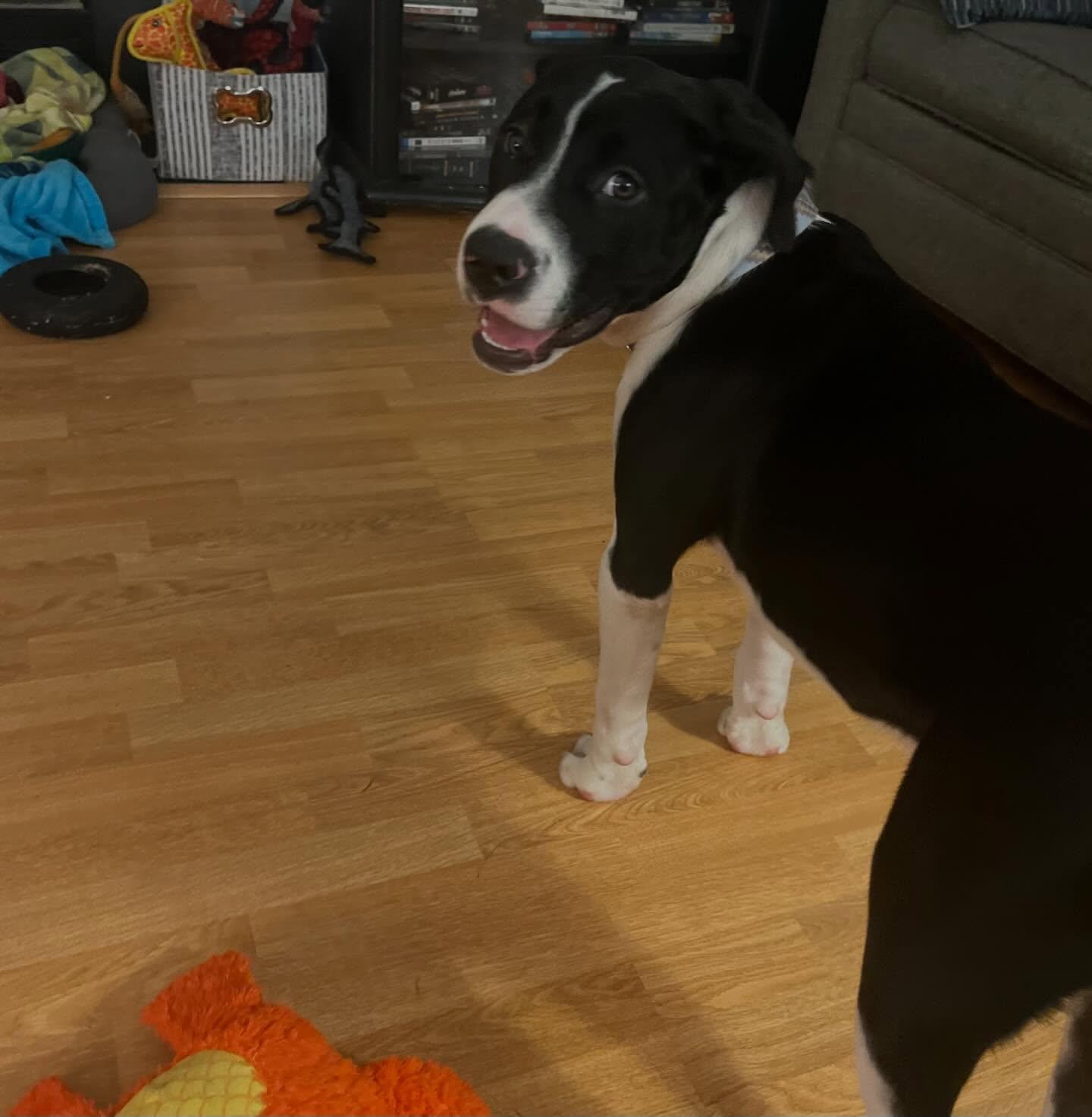 Enlarge Panda, a ADOPTABLE mixed breed in Raleigh, NC image 6/6