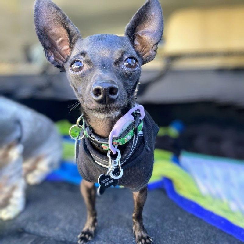 Luke, Adoptable, Adult Male Chihuahua.
