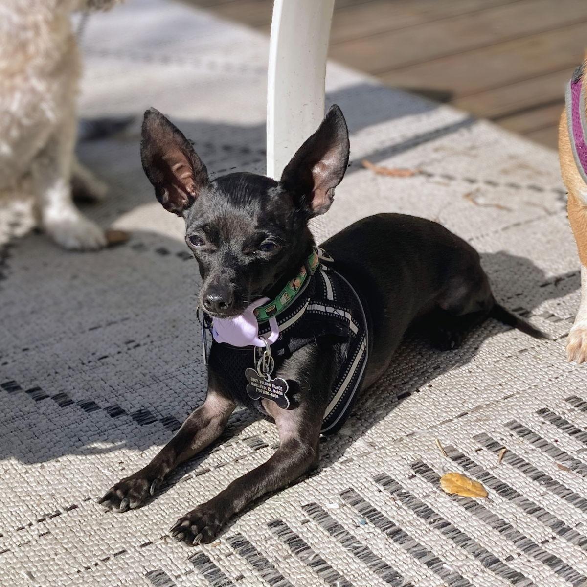 Enlarge Luke, a Adoptable Chihuahua in Oakland, CA image 2/3