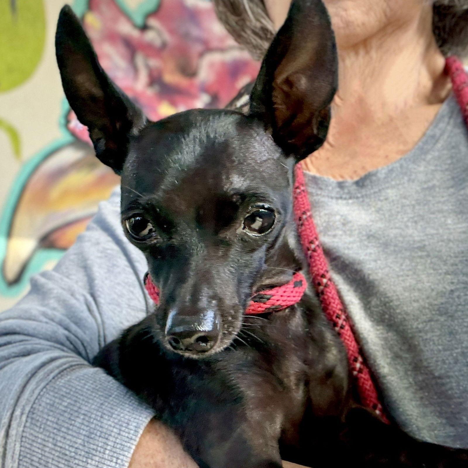 Enlarge Luke, a Adoptable Chihuahua in Oakland, CA image 3/3