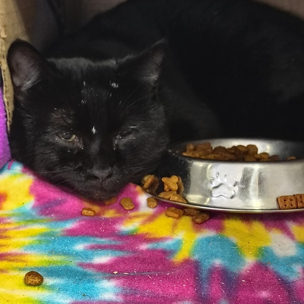 Enlarge Midnight, a Adoptable Domestic Short Hair in Othello, WA image 1/1