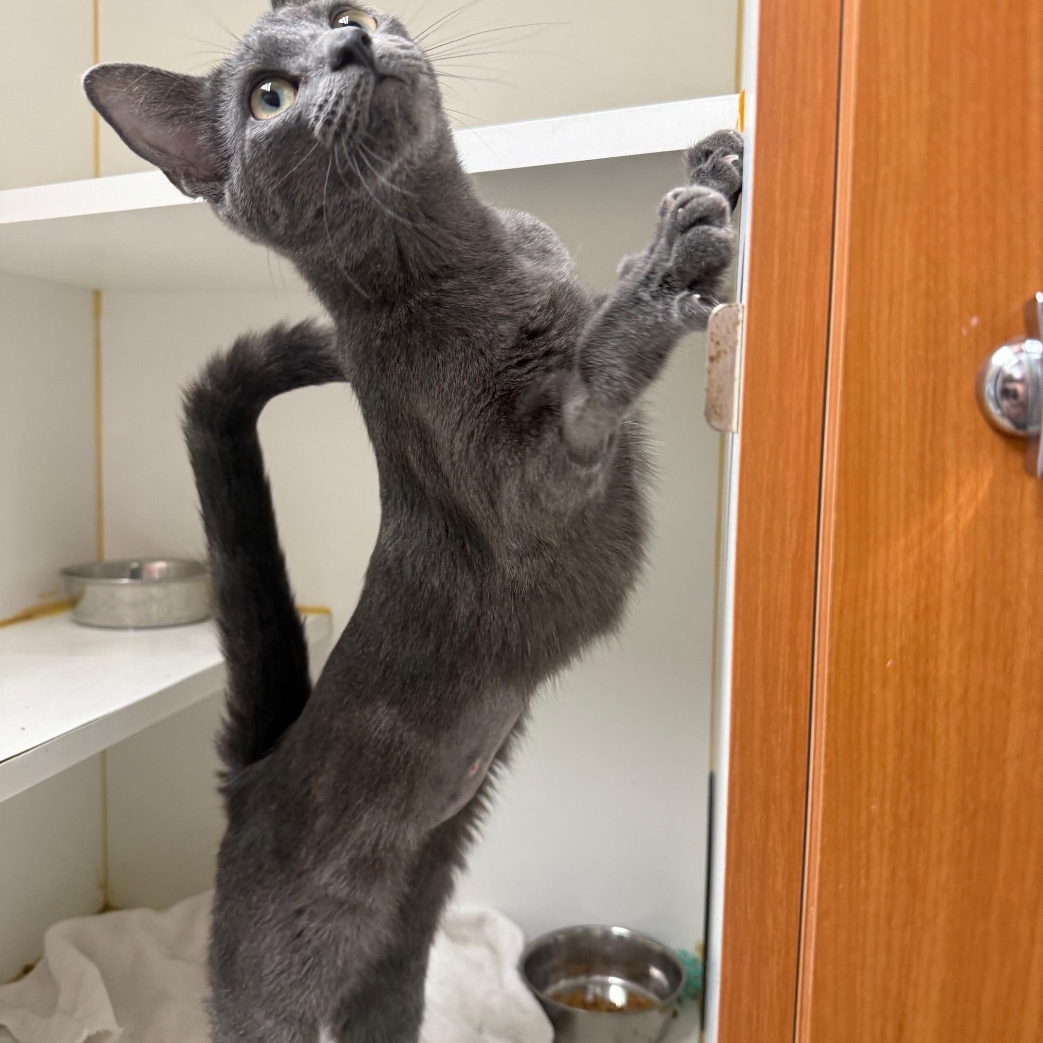 Enlarge Meowth, an adopted Domestic Short Hair in Bloomfield, CT image 1/3