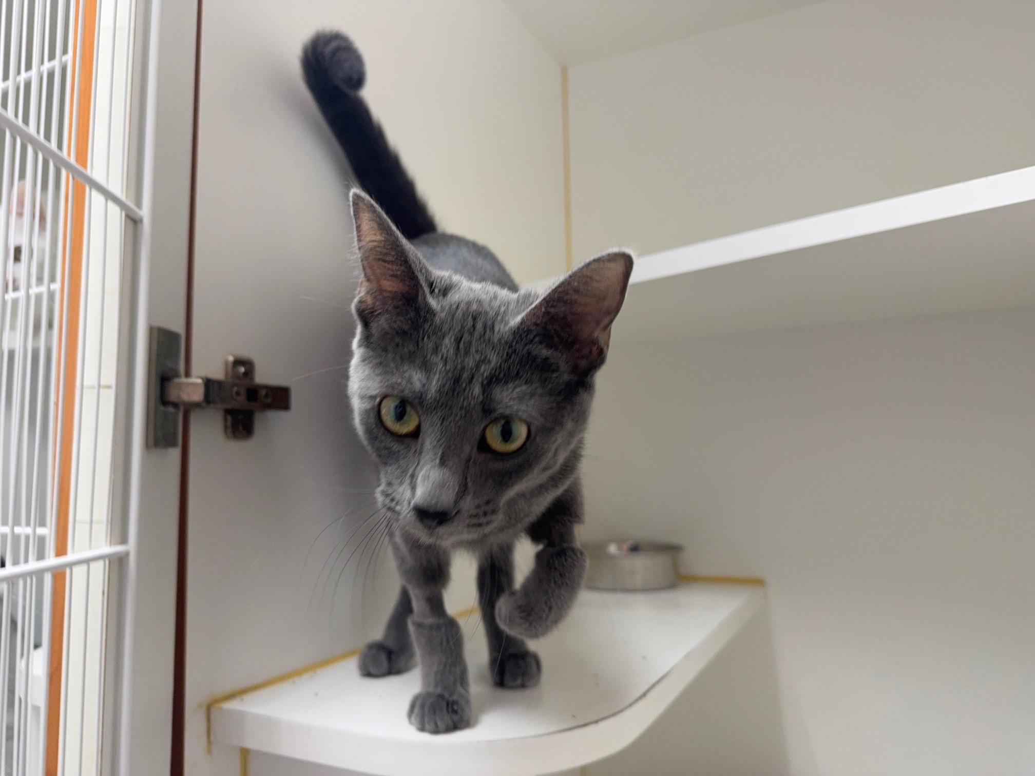 Enlarge Meowth, an adopted Domestic Short Hair in Bloomfield, CT image 3/3