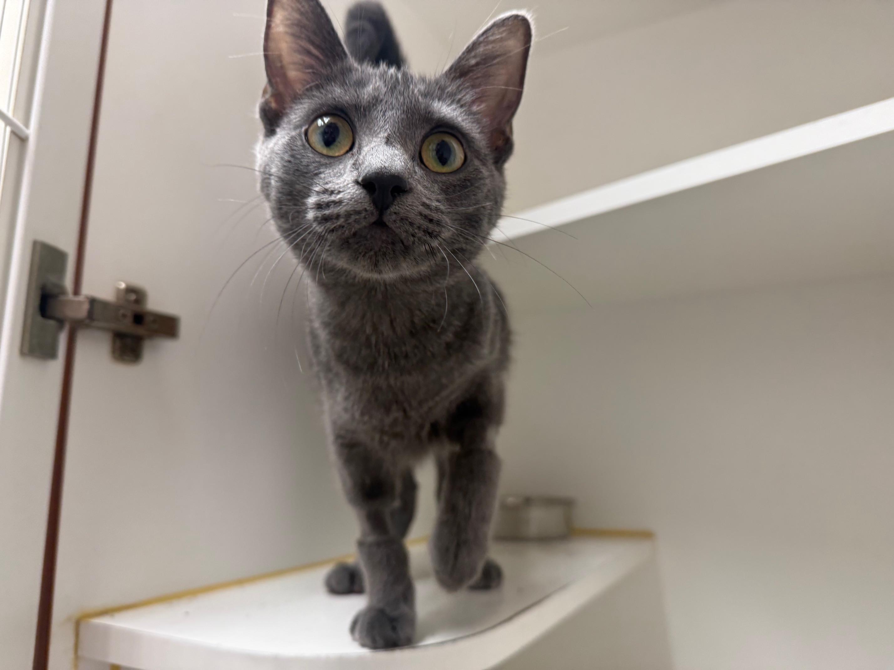 Enlarge Meowth, an adopted Domestic Short Hair in Bloomfield, CT image 2/3