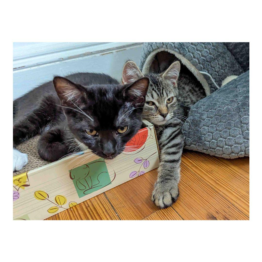 Tequila Maria And Prince thumbnail 2