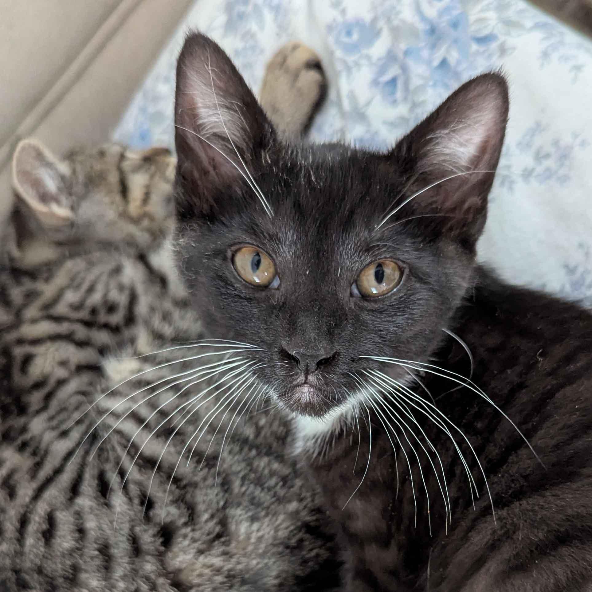 Tequila Maria And Prince thumbnail 4