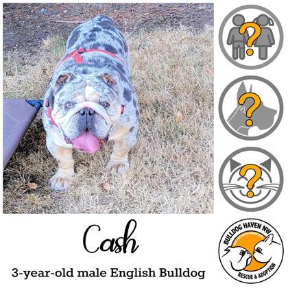 CASH, Adopted, Young Male English Bulldog.