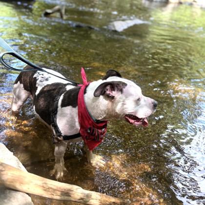 Azooz, Adoptable, Adult Female Pit Bull Terrier & Mixed Breed.