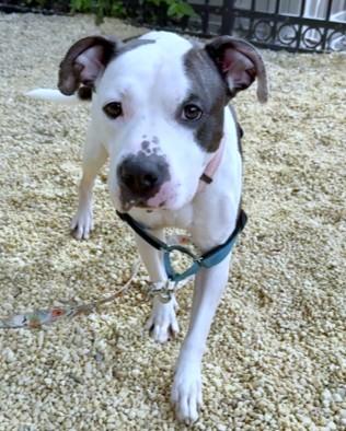 Azooz, a Adoptable mixed breed in Washington, DC image 2/3