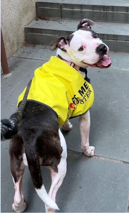 Azooz, a Adoptable mixed breed in Washington, DC image 3/3
