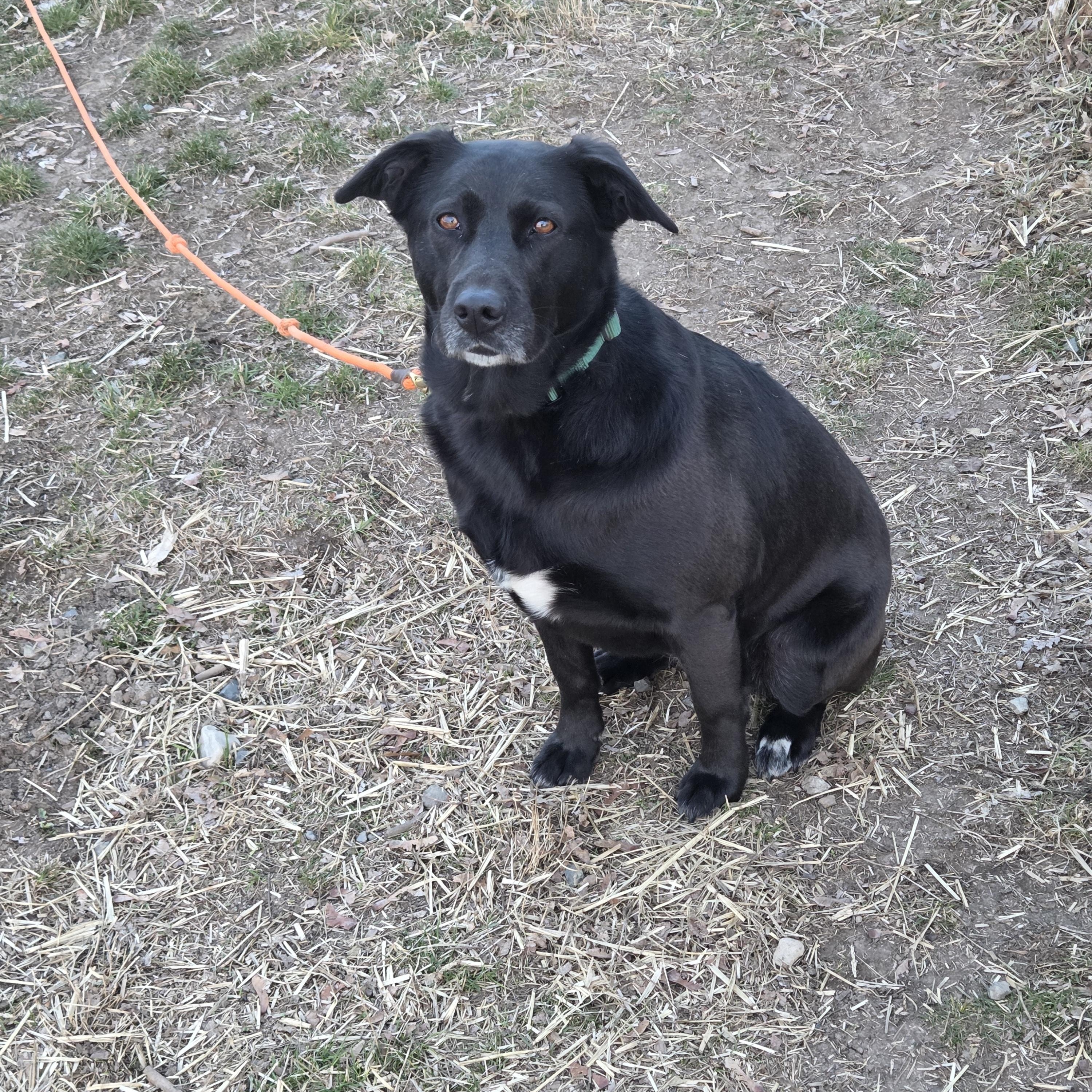 Enlarge Libby, a ADOPTABLE mixed breed in Baker City, OR image 2/2