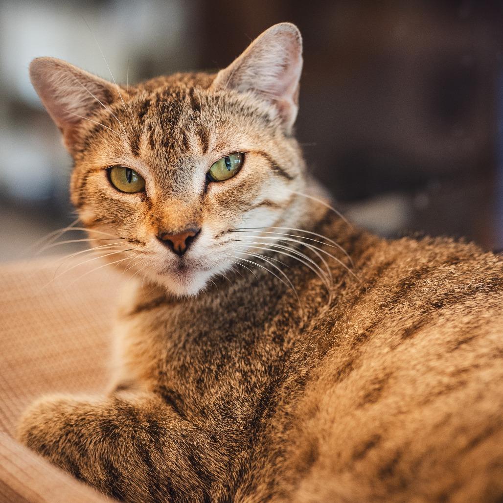 Seamstress, ADOPTABLE, Adult Female Domestic Short Hair.