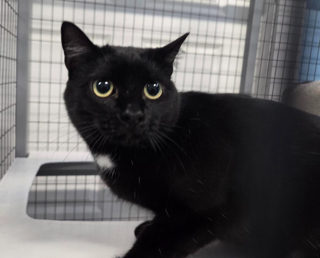 Enlarge Drizzle, a Adoptable mixed breed in Gold Beach, OR image 1/1