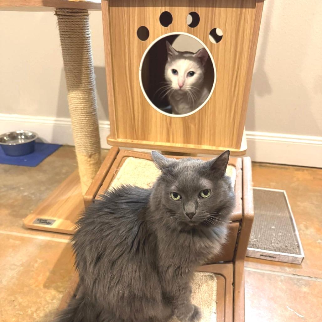 Ashley, Adoptable, Senior Female Domestic Long Hair.
