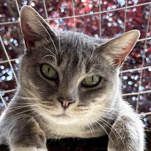 MONA, a ADOPTABLE Domestic Short Hair in Sequim, WA image 1/6