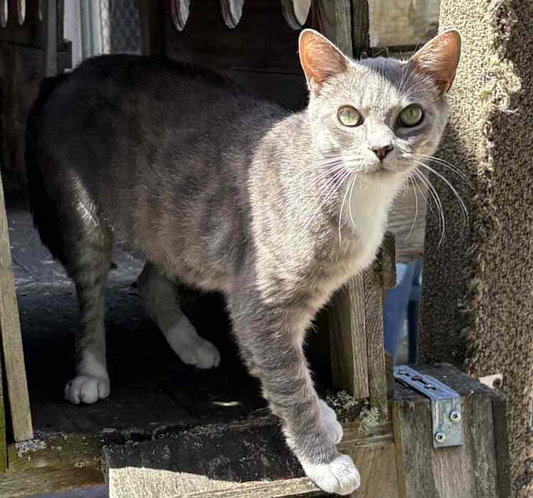 MONA, a ADOPTABLE Domestic Short Hair in Sequim, WA image 2/6