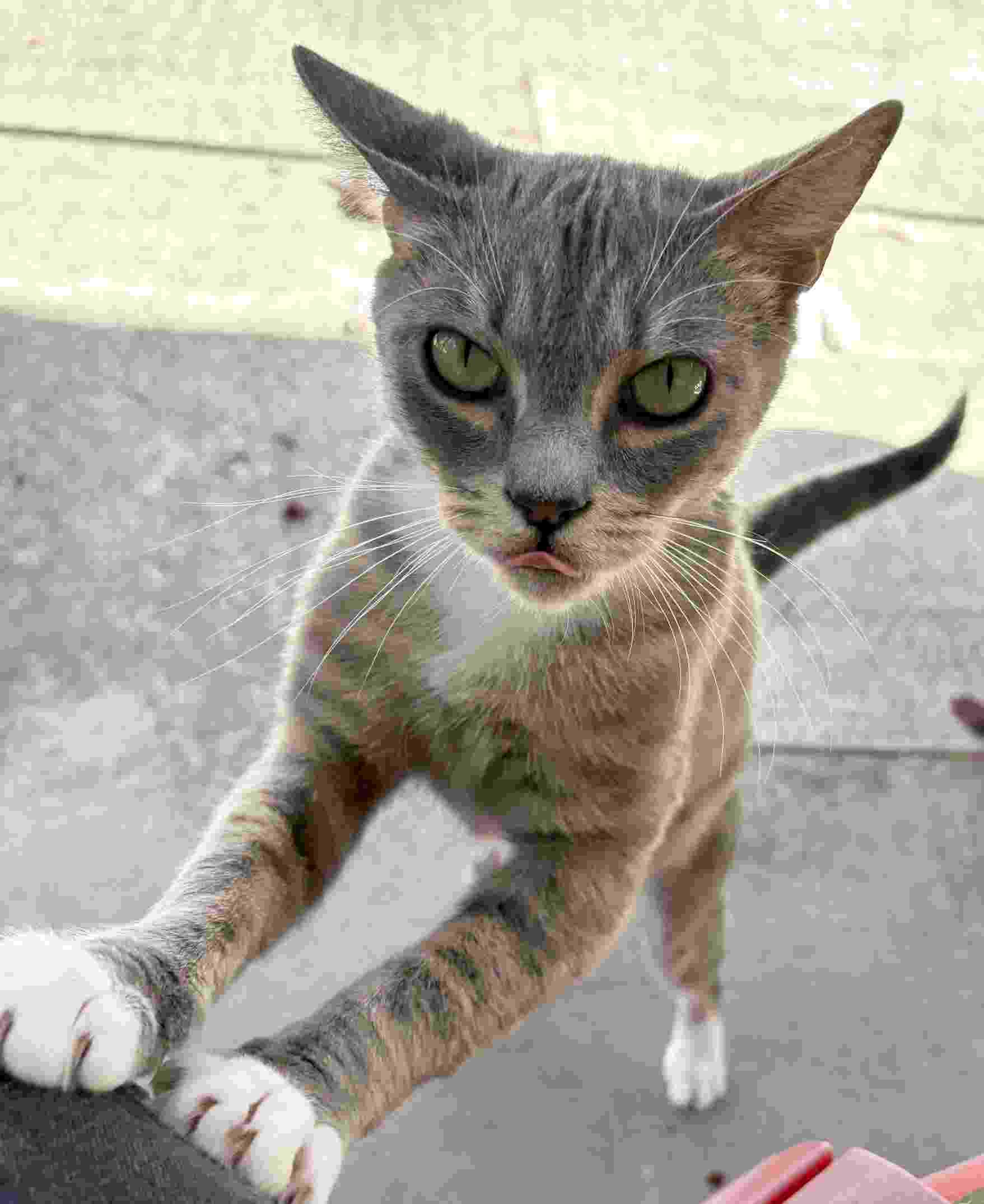 MONA, a ADOPTABLE Domestic Short Hair in Sequim, WA image 4/6