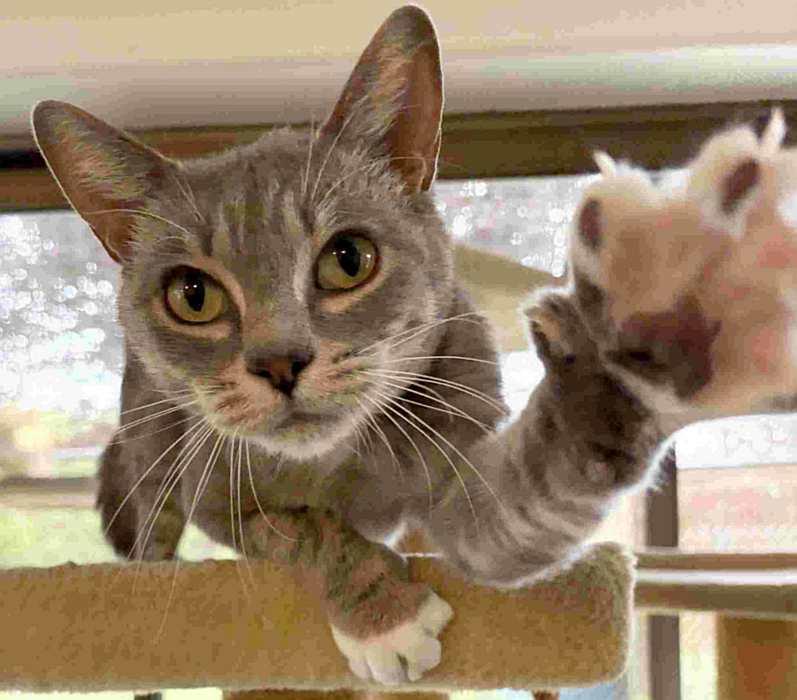 MONA, a ADOPTABLE Domestic Short Hair in Sequim, WA image 3/6