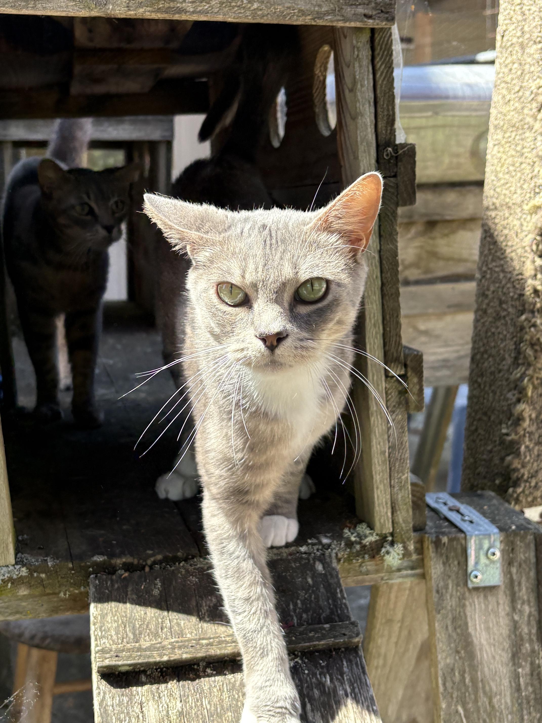 MONA, a ADOPTABLE Domestic Short Hair in Sequim, WA image 5/6