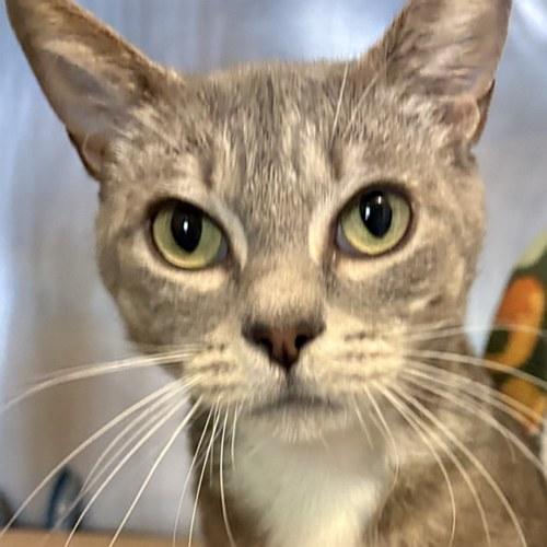 MONA, ADOPTABLE, Young Female Domestic Short Hair.