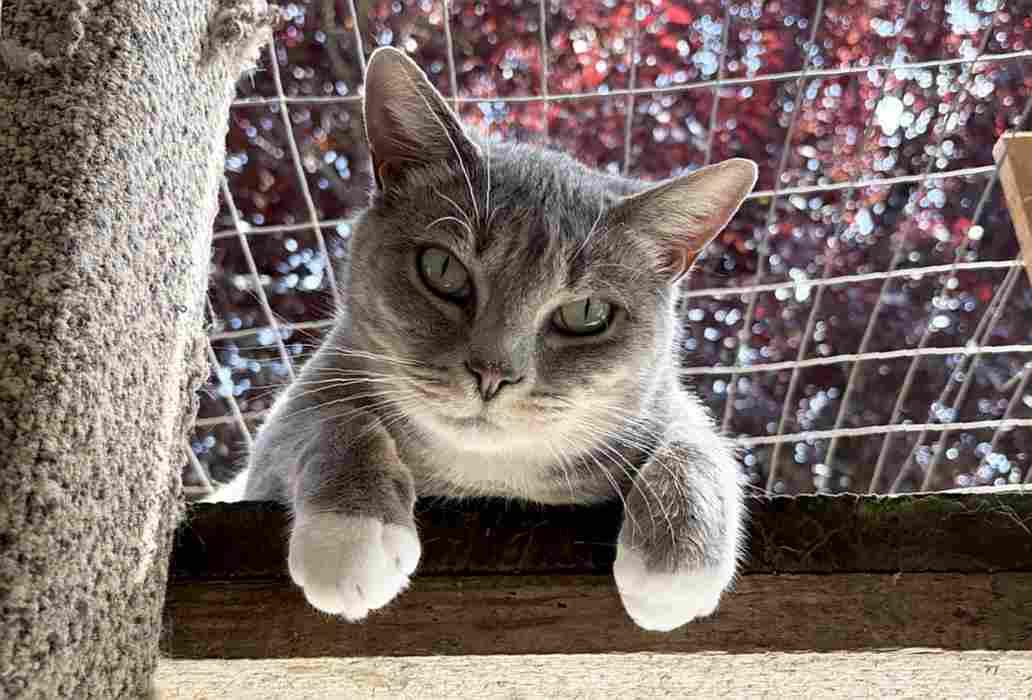 MONA, a ADOPTABLE Domestic Short Hair in Sequim, WA image 6/6