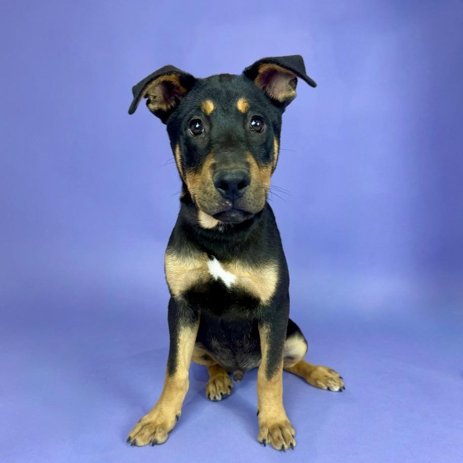 Padre, Adoptable, Young Male Rottweiler & German Shepherd Dog.